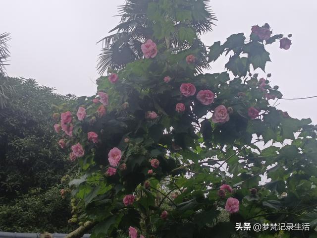 和老人相处是一个修炼的过程，阴天湿漉漉的我还是把茶树修剪完了