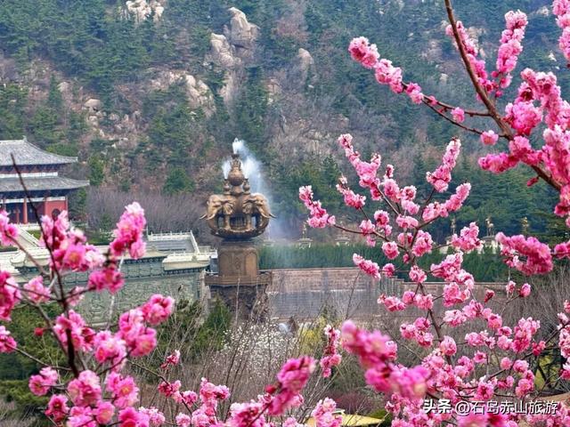 春满赤山 | 玉兰映雪，梅落禅心，赴一场北纬37°的山海花事