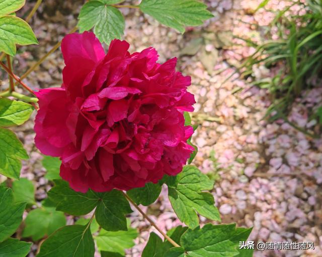 身为洛阳人，年年去牡丹园看花