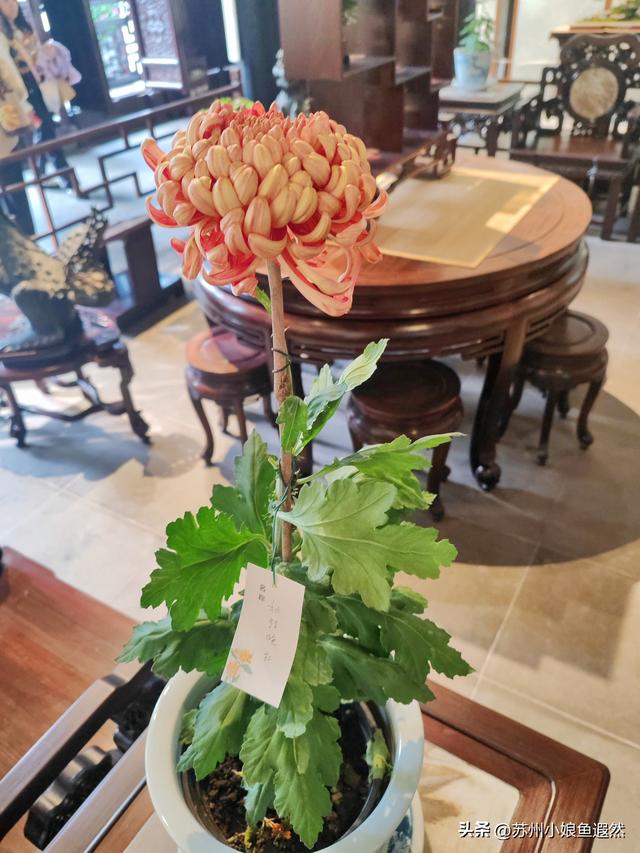 2025苏州狮子林菊展：赴一场比《甄嬛传》存菊堂更盛的秋日菊宴