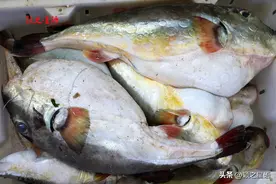 中国第一渔村，桐照码头，海鲜透骨新鲜图片