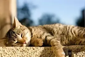 夏日健脾祛湿的绝绝子茶方在这里！图片