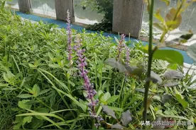 笑死人了，65岁的老人不吃饭是因为随礼出去1万，可儿子却不办酒图片