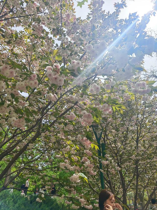 满园春色关不住 独领风骚樱花秀