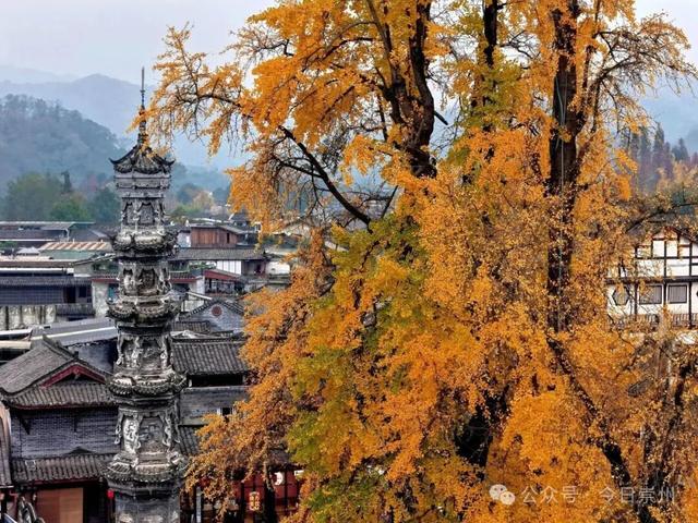 免费又出片！崇州初冬宝藏秘境，美到封神！