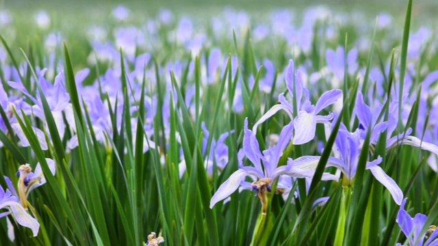 来武威，共赴人间四月天