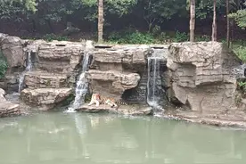 巧记动物相关英语单词图片