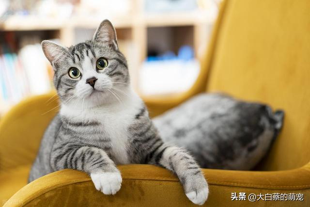 猫咪可能正在默默忍受剧痛，多数铲屎官都忽略了，猫咪疼痛的表现