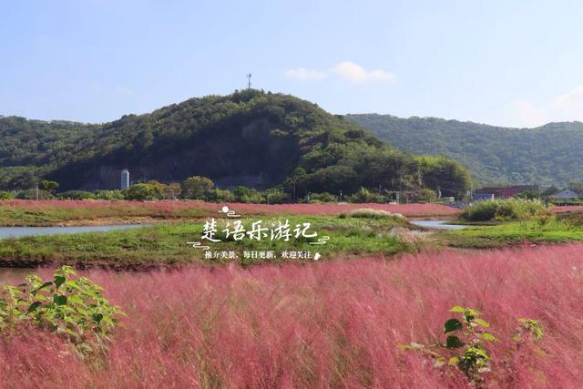 浙江宁波的港湾粉黛花海，山海风情很浓但游客不多，其实相当美丽