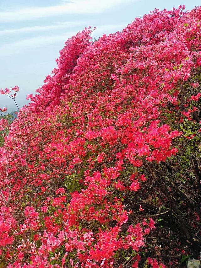 4月中下旬最后的花期，这6个地方还能赶上春天的尾巴