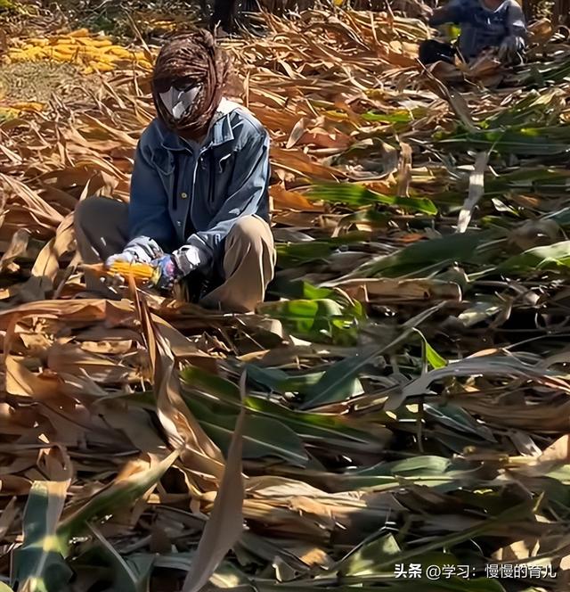 90后闺女：爹，我没带姑爷扒苞米！网友：雇个对象，晚上睡一张床