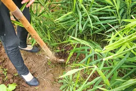 锄头柄用什么木材最好？有经验老农民偏爱这5种木材，你选对了吗图片