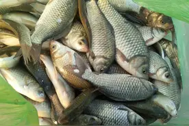 聊聊丸九饵料现在到底行不行图片