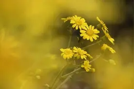 关于月光的唯美句子：皎洁如银，月光下的唯美世界图片