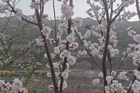 黄河壶口瀑布“桃花汛”来袭！图片