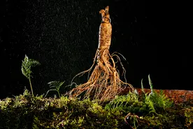 你知道东北三宝是什么吗图片