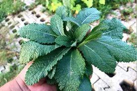 21种常见草本植物，可都是好宝贝，长什么样？有啥价值？记得收藏图片