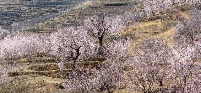 济南杏花已经盛开！这些赏花地又美又出片！
