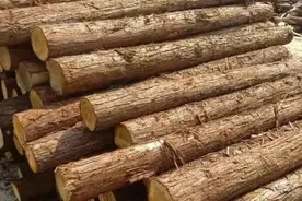 做棺材用什么木材最好？这5种树木最好，第1种最常见，了解下图片