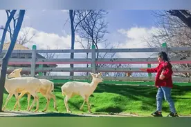 周五必看！昆明周边遛娃地推荐，白鹿森林、林溪霖超好玩图片