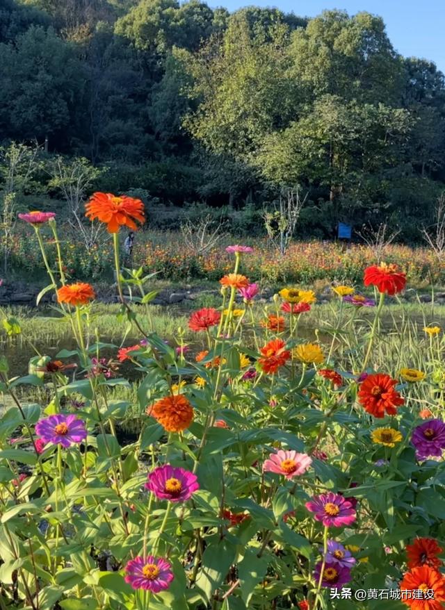 秋日遛娃天花板！黄石这里的百日菊花海美翻了