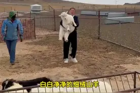 一诺千金！内蒙古女子驱车1700 公里给山东网友送一只小羊后续图片