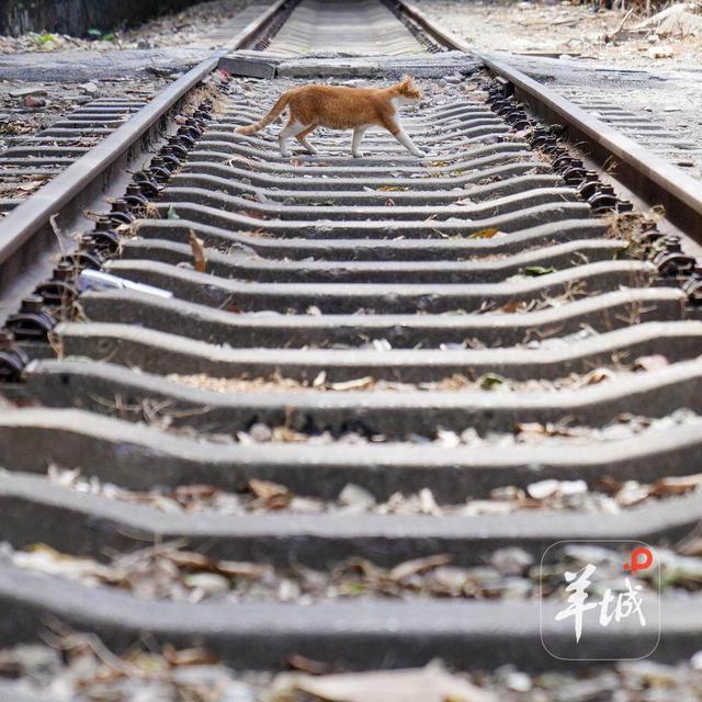 一起走在铁路上｜茶楼·跑街