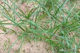 嫩叶似韭菜，人称“妇科圣草”，在田边就有，常被当杂草，真可惜图片