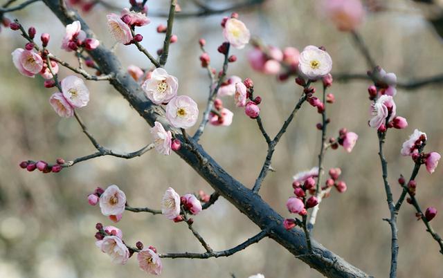 梅花绽放花芬芳
