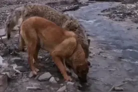 匪夷所思！母狼与土狗相爱，村民接回村后，产下奇幻幼崽！图片