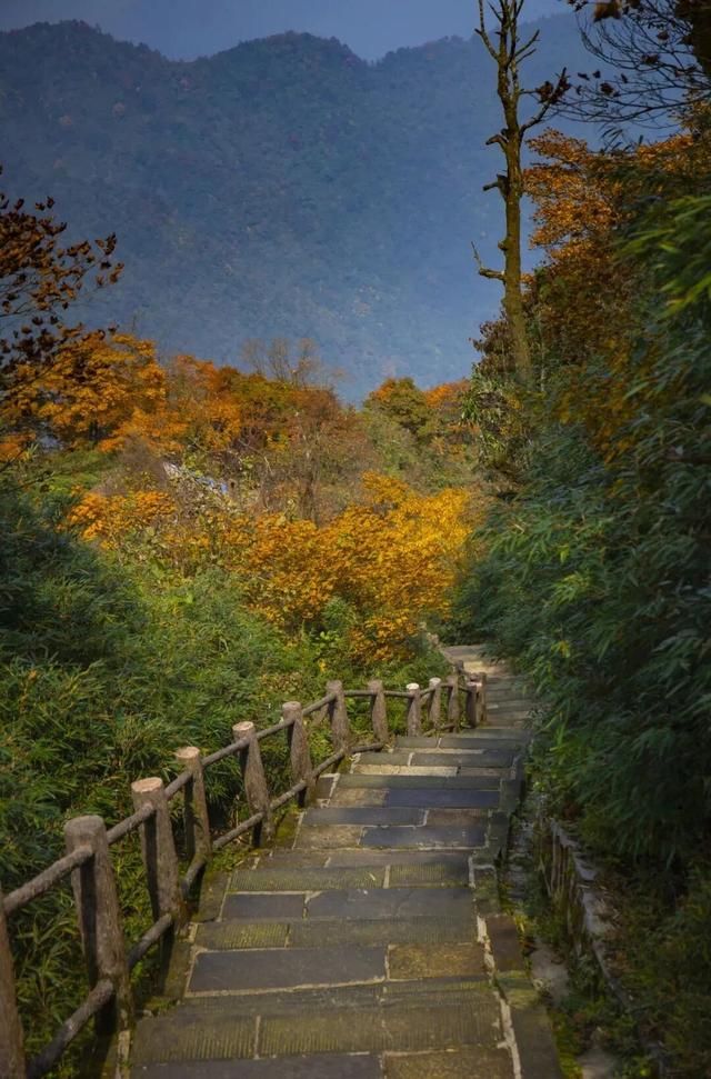 峨眉山这种级别的秋景，我愿称之为饱和度战神