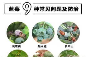 蓝莓养护必看！9⃣️大问题解决图鉴！图片