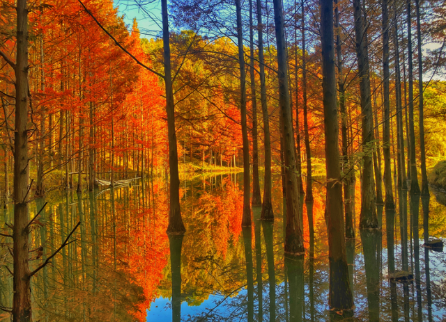 秋日限定 | 两当：把秦岭秋韵装进红叶里