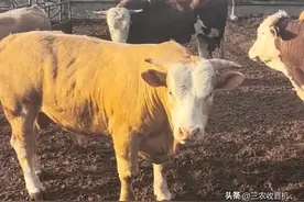 五一过后，大西北地区率先拉开牛业崩盘序幕，养牛业骑虎难下图片