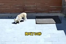 边牧被投毒后续！对方是退役刑警，不止一次作案都不予立案！图片