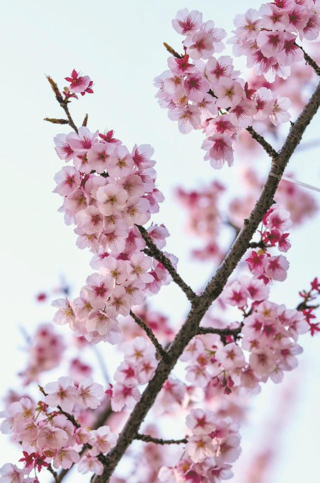 甬城上演春日最后一场樱花盛宴