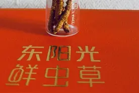 东阳光鲜虫草x天赐的声音5 音乐与健康的完美融合图片