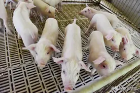 猪价开始全面大涨！现在价格多少钱一斤？2023年12月生猪价格行情图片