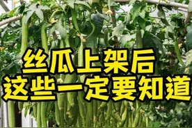 丝瓜爬上架，这五件事做不好，一季辛苦全白搭！图片