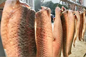 今日科普：为何花鲢比白鲢价格就是贵得多？不光是因为白鲢难吃图片