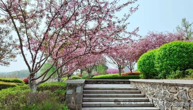 春满日月湖 海棠醉春风——商丘日月湖邀你共赴春日花宴