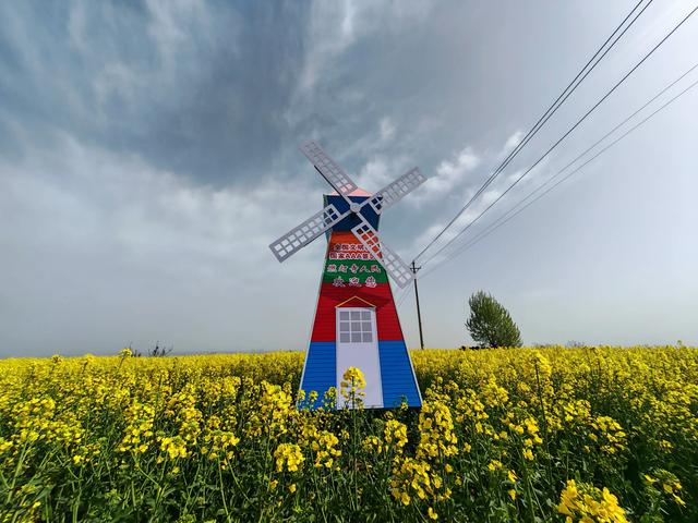 宝鸡市渭滨区燃灯寺村:金色花海绘就春日“富春山居图”