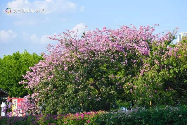 被厦门的秋天圈粉了!金色花海、粉色“云霞”……周末就出发→