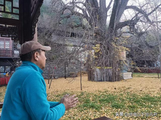 钗头凤·观古观音禅寺千年银杏落叶感怀