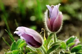 白头翁：生命之诗，自然之瑰宝图片