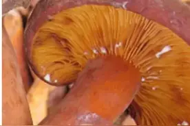 云南野生菌大全，你认识多少?图片