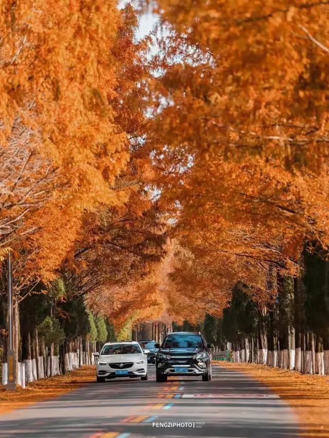 黄山初冬，打翻调色盘的绝美限定 | 皖美冬日