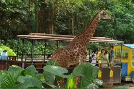 300块门票的广州长隆里的野生动物园值得一去吗图片