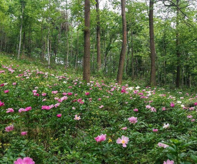 合肥4月花讯请查收！快进来交换春天→