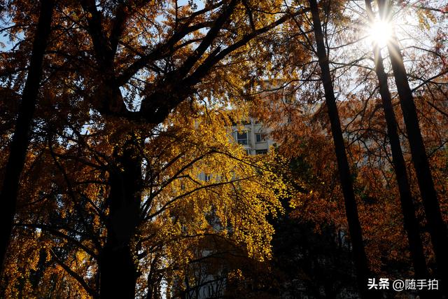 又是一年银杏璀璨时,上海闵行一棵300余年古银杏树进入醉美时刻